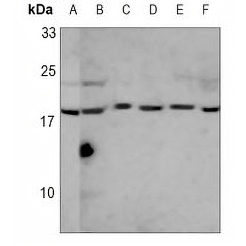 EEF1E1 Mouse Monoclonal Antibody(C3523)