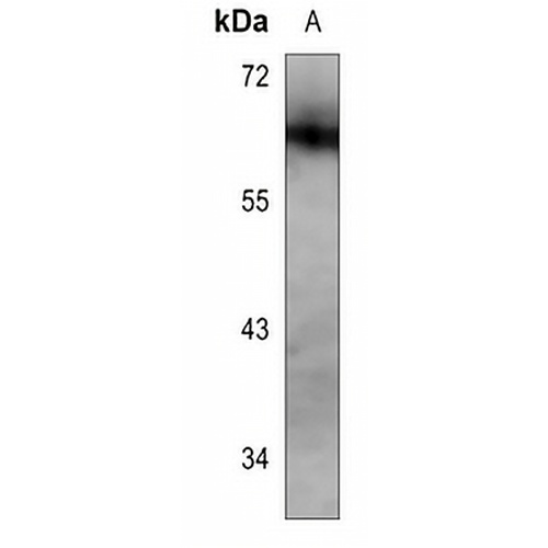 KLF4 Mouse Monoclonal Antibody(C3524)
