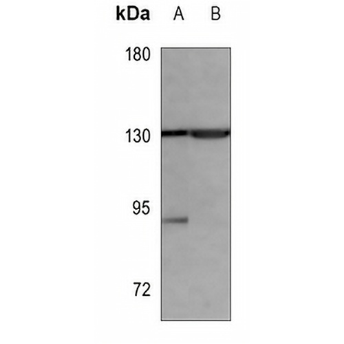 KIF1B Mouse Monoclonal Antibody(C3528)