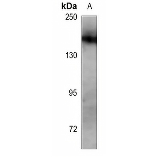 Nephrin Mouse Monoclonal Antibody(C3529)