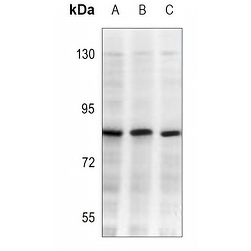 CD282 Mouse Monoclonal Antibody(C3531)