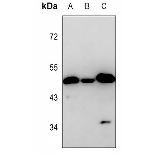 TIP47 Mouse Monoclonal Antibody(C3533)