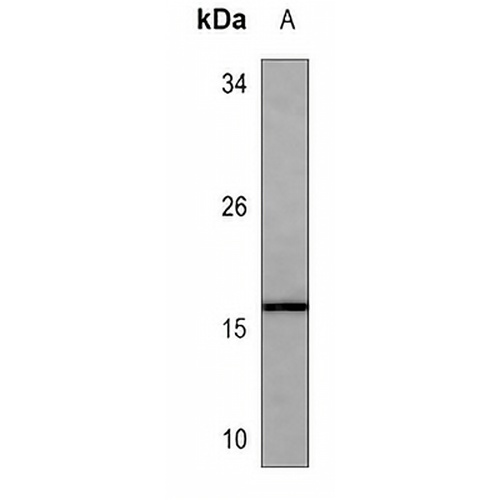 MAFK Mouse Monoclonal Antibody(C3534)