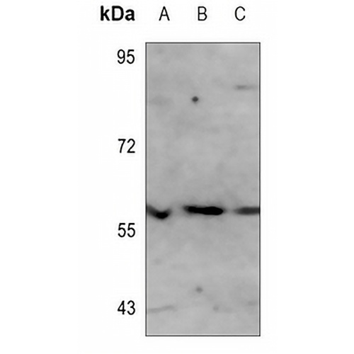 MITF Mouse Monoclonal Antibody(C3535)