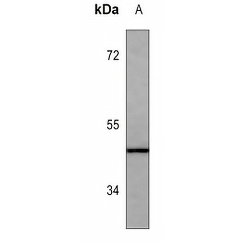ADAMTS4 Mouse Monoclonal Antibody(C3537)