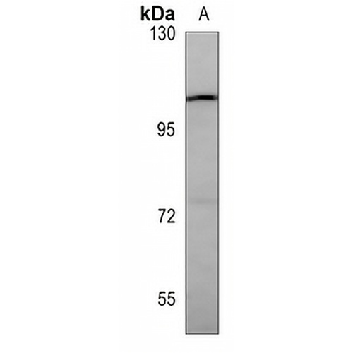 GPR49 Mouse Monoclonal Antibody(C3538)
