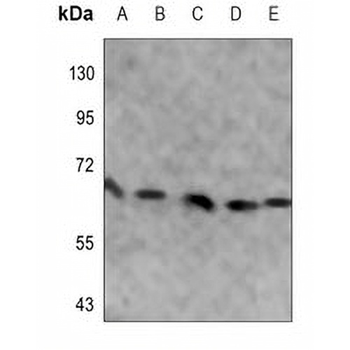 USP2 Mouse Monoclonal Antibody(C3539)