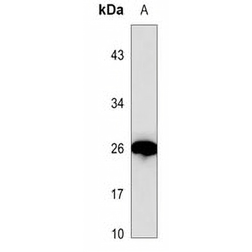 ATG12 Mouse Monoclonal Antibody(C3542)
