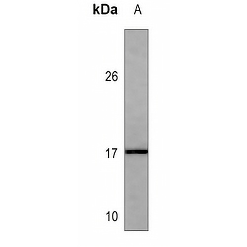GABARAP Mouse Monoclonal Antibody(C3543)