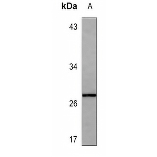 GDF11 Mouse Monoclonal Antibody(C3545)