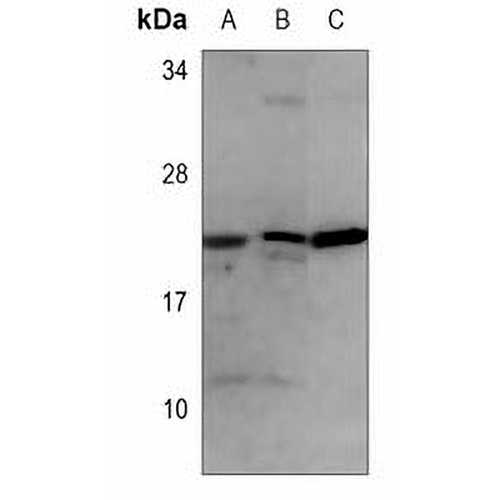 Adenylate Kinase 1 Mouse Monoclonal Antibody(C3555)