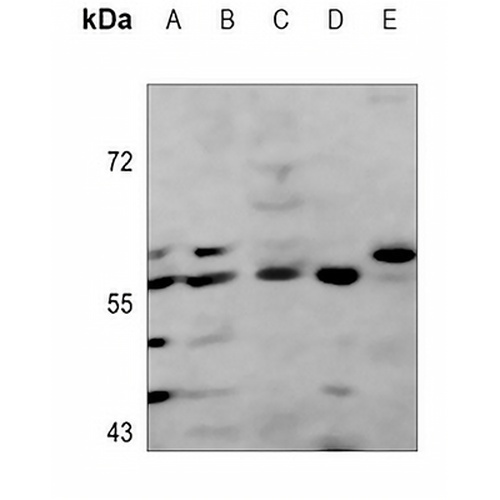 c-Myc Mouse Monoclonal Antibody(C3560)