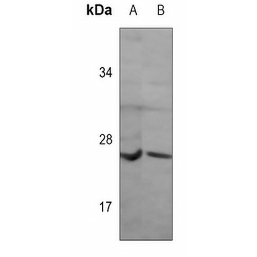 Glucagon Mouse Monoclonal Antibody(C3565)