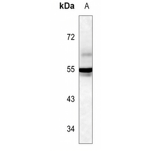 lgA Mouse Monoclonal Antibody(C3572)