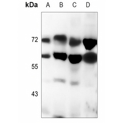 Lamin A/C Mouse Monoclonal Antibody(C3576)