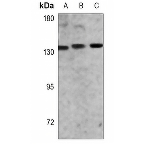 FGA Mouse Monoclonal Antibody(C3577)
