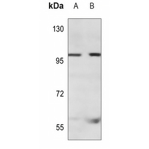 CD71 Mouse Monoclonal Antibody(C3584)