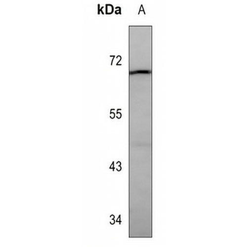 Lactoferrin Mouse Monoclonal Antibody(C3585)