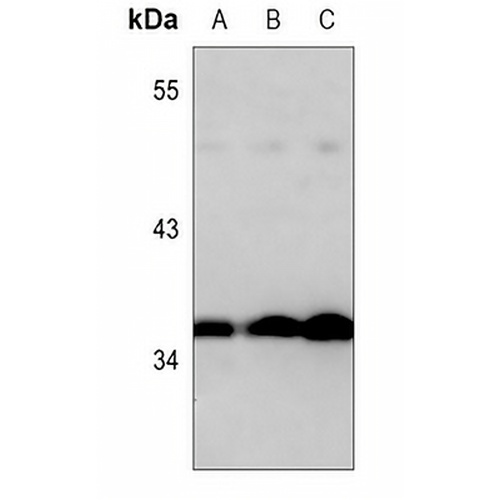 Annexin A1 Mouse Monoclonal Antibody(C3592)