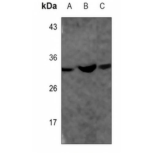 GAPDH Mouse Monoclonal Antibody(C3598)
