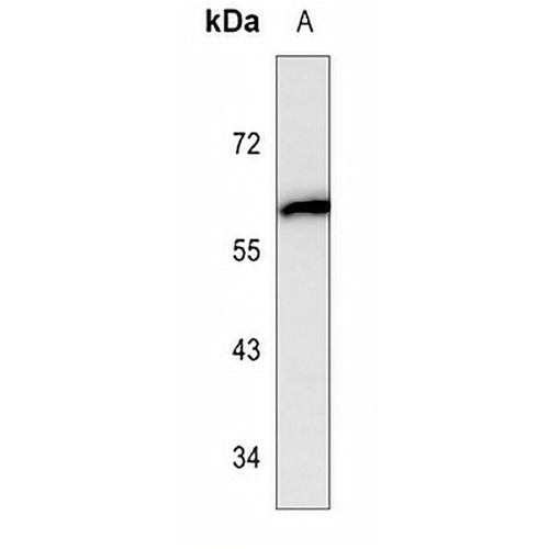 Cytochrome P450 1A1 Mouse Monoclonal Antibody(C3602)