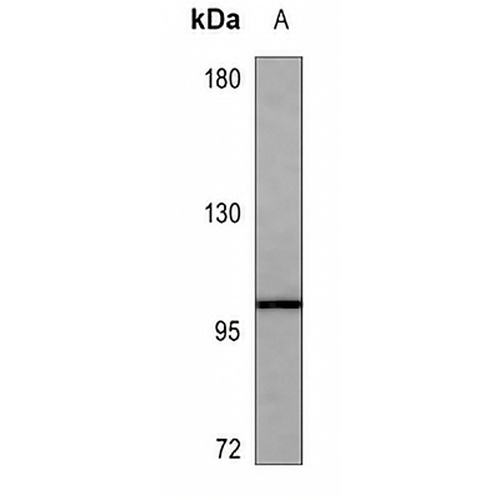 CD18 Mouse Monoclonal Antibody(C3604)