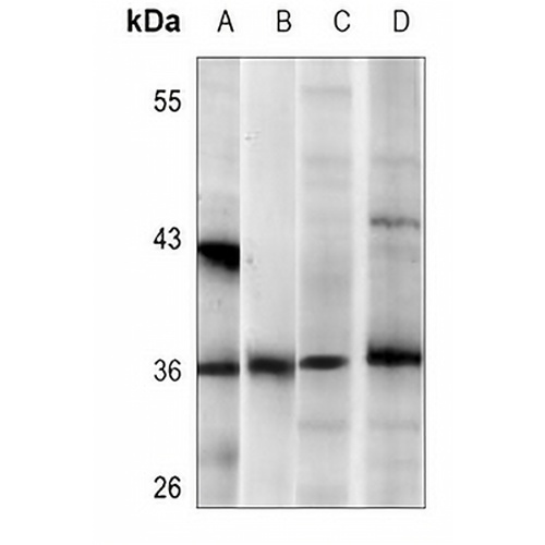 EIF2S1 Mouse Monoclonal Antibody(C3608)