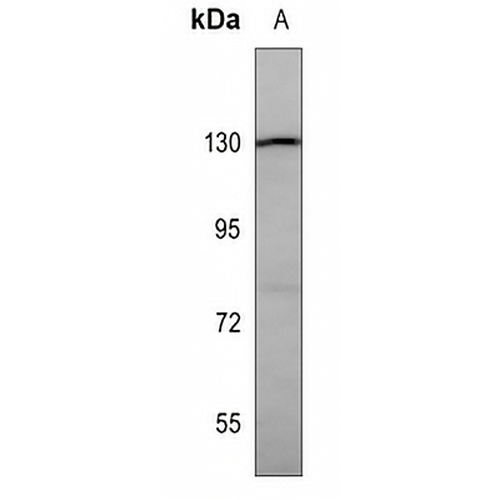 CD29 Mouse Monoclonal Antibody(C3611)