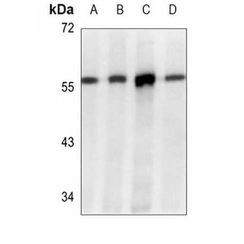 PDI Mouse Monoclonal Antibody(C3621)