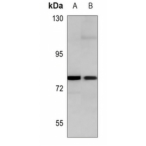 c-FER Mouse Monoclonal Antibody(C3623)