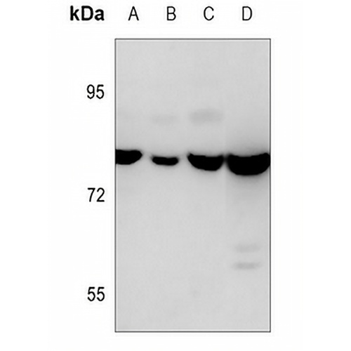 Calpain 1 Mouse Monoclonal Antibody(C3626)