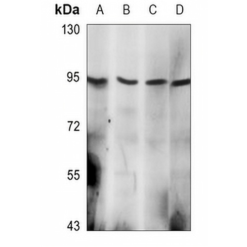 HSP90 alpha Mouse Monoclonal Antibody(C3629)