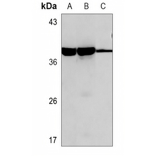 ERCC1 Mouse Monoclonal Antibody(C3633)