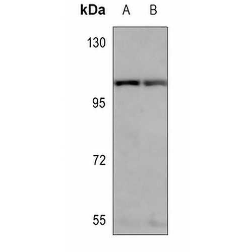 SP1 Mouse Monoclonal Antibody(C3634)