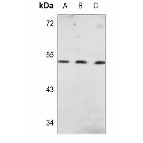 CHRM2 Mouse Monoclonal Antibody(C3637)
