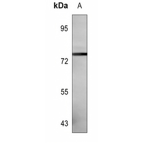 CD55 Mouse Monoclonal Antibody(C3638)