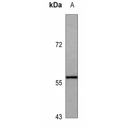 CD16 Mouse Monoclonal Antibody(C3647)