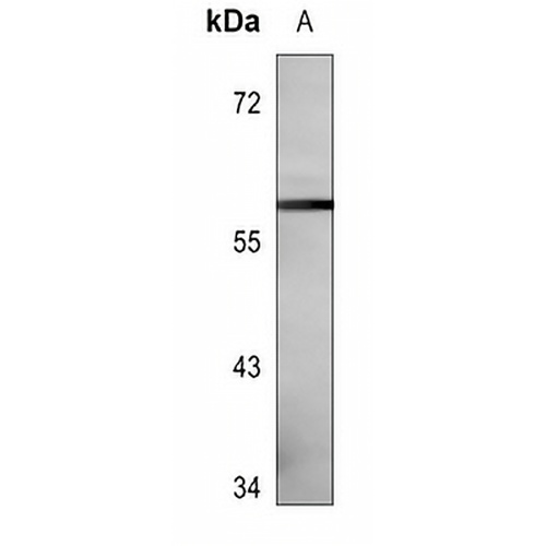 Vimentin Mouse Monoclonal Antibody(C3648)