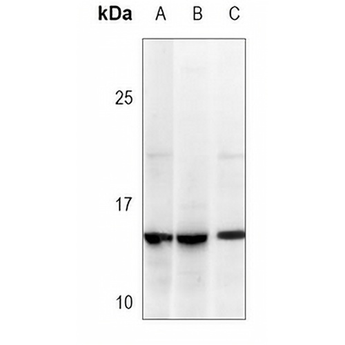 Thioredoxin 1 Mouse Monoclonal Antibody(C3658)