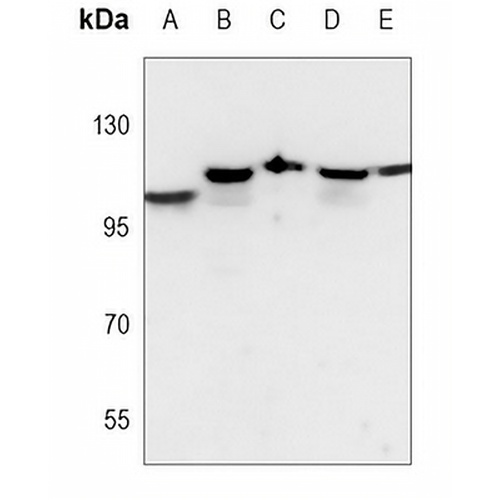 CD107a Mouse Monoclonal Antibody(C3663)