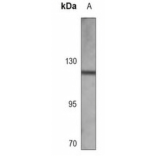 FGFR1 Mouse Monoclonal Antibody(C3664)