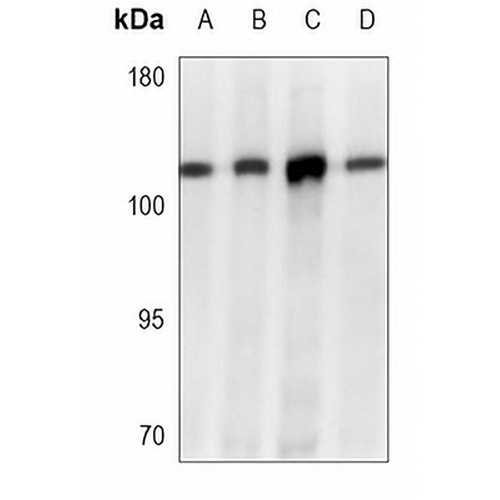 Topoisomerase 1 Mouse Monoclonal Antibody(C3665)