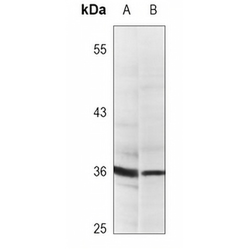 PCNA Mouse Monoclonal Antibody(C3671)