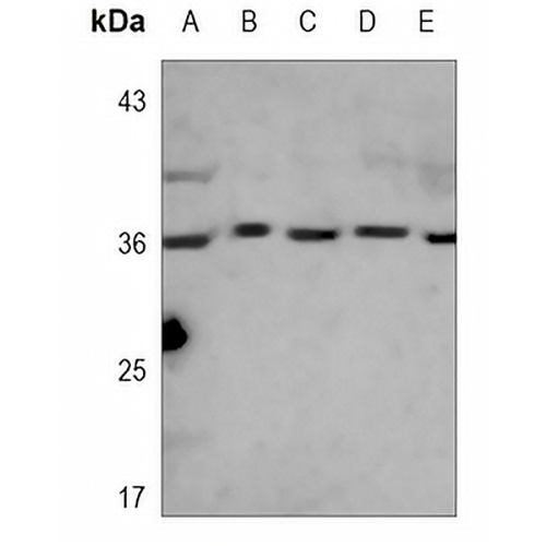 PCNA Mouse Monoclonal Antibody(C3672)