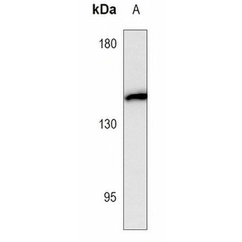 CD143 Mouse Monoclonal Antibody(C3674)