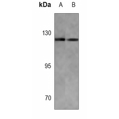E Cadherin Mouse Monoclonal Antibody(C3675)
