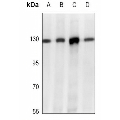 E Cadherin Mouse Monoclonal Antibody(C3676)