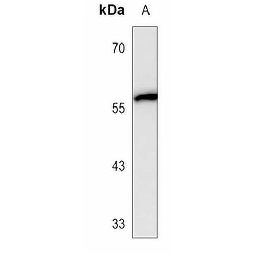 c-SRC Mouse Monoclonal Antibody(C3677)