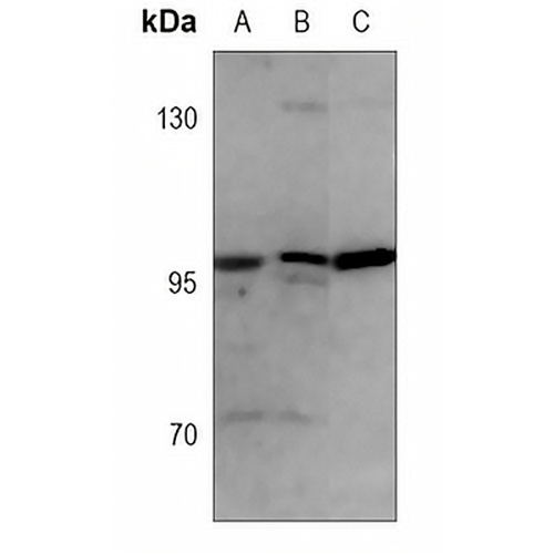 CD107b Mouse Monoclonal Antibody(C3679)