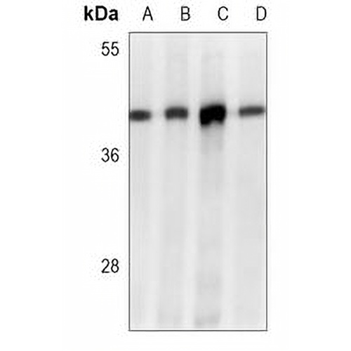 MTHFD2 Mouse Monoclonal Antibody(C3681)